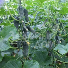 Семена огурцов Тайгер F1 / Tiger F1 купить оптом и в розницу в Украине по выгодной цене