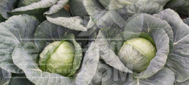 Насіння капусти білокачанної Бурбон F1 / Burbon F1 (Балбро F1),65-70 днів купити оптом і в роздріб в Україні за вигідною ціною