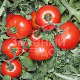 Семена томатов Хайд F1 / Hayd F1,115-125 дней купить оптом и в розницу в Украине по выгодной цене