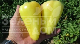 Насіння солодкого перцю Амур F1 / Amour F1 купити оптом і в роздріб в Україні за вигідною ціною