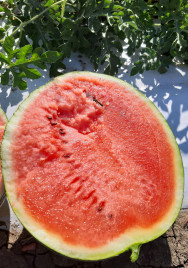 Насіння кавуна Бакай F1 / Bakay F1, 67-72 дні купити оптом і в роздріб в Україні за вигідною ціною