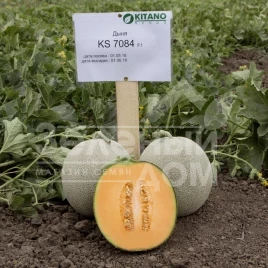 Семена дыни Севинта (КС 7084) F1 / Sevinta (KS 7084) F1,65-70 дней купить оптом и в розницу в Украине по выгодной цене