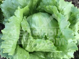Семена салата Лекстрис / Lectrice,50-55 дней купить оптом и в розницу в Украине по выгодной цене