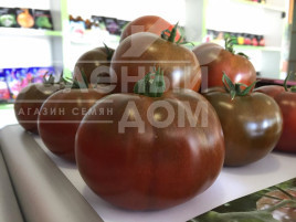 Насіння томатів Сашер F1 / Sasher F1 купити оптом і в роздріб в Україні за вигідною ціною