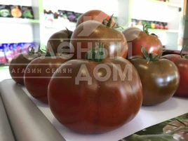 Насіння томату Сашер F1 / Sasher F1 купити оптом і в роздріб в Україні за вигідною ціною