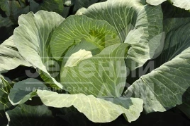 Семена капусты белокочанной Новатор F1 / Novator F1,130-135 дней купить оптом и в розницу в Украине по выгодной цене