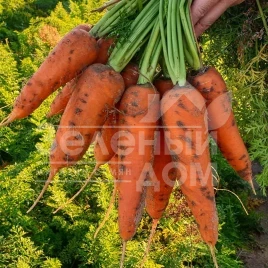 Семена моркови Йорк F1 / York F1, 95 дней купить оптом и в розницу в Украине по выгодной цене