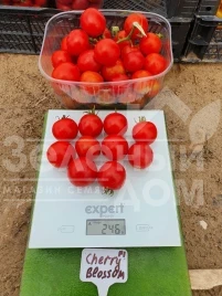 Семена томатов Чери Блоссом F1 / Cherry Blossom F1 купить оптом и в розницу в Украине по выгодной цене