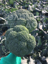 Насіння капусти броколі Стірлінг F1 / Styrlynh F1,78-80 днів купити оптом і в роздріб в Україні за вигідною ціною