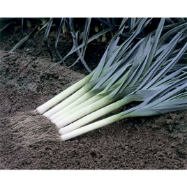 Цибуля порей Старозагірський Камус / Starozagorskiy Camus,130-140 днів купити оптом і в роздріб в Україні за вигідною ціною