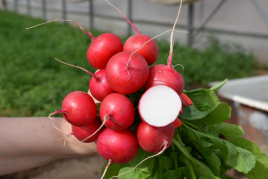 Насіння редису Глориет F1 / Gloriette F1,20 днів купити оптом і в роздріб в Україні за вигідною ціною