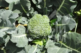 Семена капусты брокколи Грин Мэджик F1 / Green Magic F1,60-65 дней купить оптом и в розницу в Украине по выгодной цене