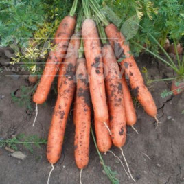 Насіння моркви Ярана F1 / Jarana F1,90-100 днів купити оптом і в роздріб в Україні за вигідною ціною