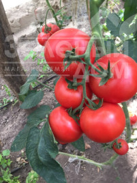 Насіння томатів 1606 F1 / 1606 F1,95 днів купити оптом і в роздріб в Україні за вигідною ціною