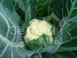Семена капусты цветной Октавиан / Octavian.85-95 дней купить оптом и в розницу в Украине по выгодной цене