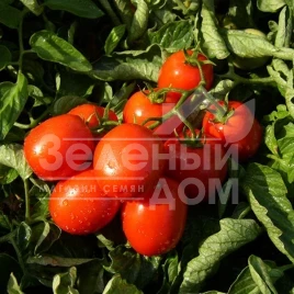 Семена томатов Тревис F1 / Trevis F1 купить оптом и в розницу в Украине по выгодной цене