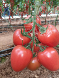 Насіння томатів Конго F1 / Kongo F1, 65-70 днів купити оптом і в роздріб в Україні за вигідною ціною