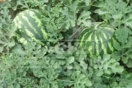 Семена арбуза Авалон F1 / Avalon F1,62-65 дней купить оптом и в розницу в Украине по выгодной цене