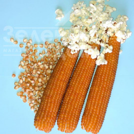 Насіння кукурудзи Естрелла F1 / Estrella F1,95 днів купити оптом і в роздріб в Україні за вигідною ціною