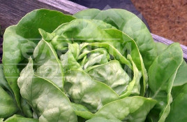 Насіння салату Адінал / Adinal,65-75 днів купити оптом і в роздріб в Україні за вигідною ціною