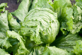 Насіння салату Діамантінас / Diamantinas купити оптом і в роздріб в Україні за вигідною ціною