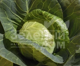 Семена капусты белокочанной Билбо F1 / Bilbo F1,43-45 дней купить оптом и в розницу в Украине по выгодной цене