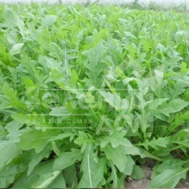 Семена рукколы Пруденция F1 / Prudenzia F1 купить оптом и в розницу в Украине по выгодной цене