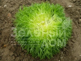 Семена салата Калафайн / Calafine,60-70 дней купить оптом и в розницу в Украине по выгодной цене