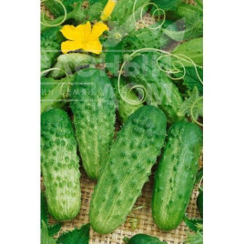 Насіння огірків Ал'янс F1 / Allianz F1,40-45 днів купити оптом і в роздріб в Україні за вигідною ціною