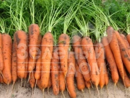 Семена моркови Трафорд F1 / Trafford F1,130-140 дней купить оптом и в розницу в Украине по выгодной цене