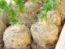 Семена сельдерея Албин / Albin купить оптом и в розницу в Украине по выгодной цене