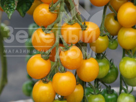 Насіння томатів Голдкроне / Goldkrone,90-100 днів купити оптом і в роздріб в Україні за вигідною ціною