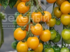 Насіння томату Голдкроне / Goldkrone, 90-100 днів купити оптом і в роздріб в Україні за вигідною ціною