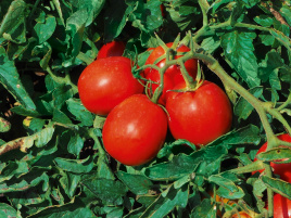 Насіння томатів Бленд F1 / Blend F1, 100-110 днів купити оптом і в роздріб в Україні за вигідною ціною