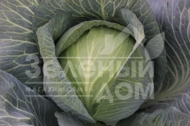 Семена капусты белокочанной Супермаркет F1 / Supermarket F1,110-120 дней купить оптом и в розницу в Украине по выгодной цене
