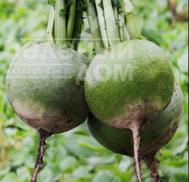 Насіння редьки Ніка / Nika,60-70 днів купити оптом і в роздріб в Україні за вигідною ціною