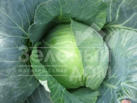 Семена капусты белокочанной Вестри F1 / Vestri F1 купить оптом и в розницу в Украине по выгодной цене