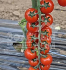 Семена томатов Порпора F1 / Porpora F1,105-115 дней купить оптом и в розницу в Украине по выгодной цене