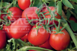 Насіння томатів Н6416 F1 / N6416 F1,100-105 днів купити оптом і в роздріб в Україні за вигідною ціною