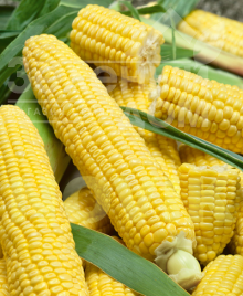 Насіння кукурудзи Лонга F1 / Longa F1,70-75 днів купити оптом і в роздріб в Україні за вигідною ціною