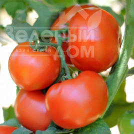 Насіння томатів Сагатан F1 / Sagatan F1,55-60 днів купити оптом і в роздріб в Україні за вигідною ціною