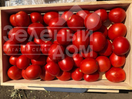 Насіння томатів 9969 F1 / 9969 F1, 105 днів купити оптом і в роздріб в Україні за вигідною ціною