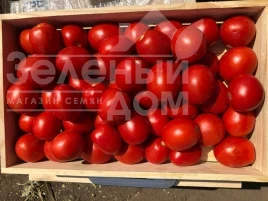 Насіння томату 9969 F1 / 9969 F1, 105 днів купити оптом і в роздріб в Україні за вигідною ціною