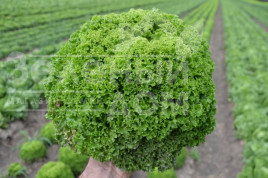 Насіння салату Келі / Keli купити оптом і в роздріб в Україні за вигідною ціною