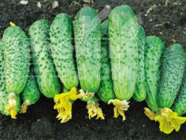 Насіння огірків Рокет F1 / Rocket F1,62-65 днів купити оптом і в роздріб в Україні за вигідною ціною