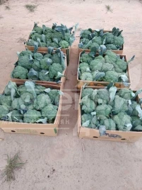 Семена капусты брокколи Куско F1 / Kusko F1, 63-67 дней купить оптом и в розницу в Украине по выгодной цене