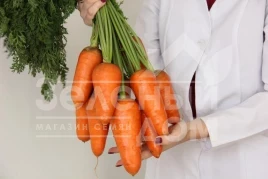 Семена моркови Нарина F1 / Narina F1 купить оптом и в розницу в Украине по выгодной цене