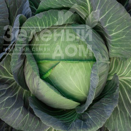 Насіння капусти білокачанної Кейко (INX 524) F1 / Keyko (INX 524) F1,80-85 днів купити оптом і в роздріб в Україні за вигідною ціною