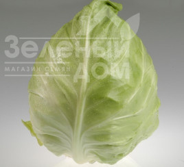 Насіння капусти білокачанної Кейп Хорн F1 / Keyp Horn F1, 55–65 днів купити оптом і в роздріб в Україні за вигідною ціною