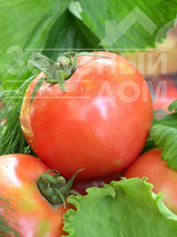 Насіння томатів Петро F1 / Petro F1, 95-98 днів купити оптом і в роздріб в Україні за вигідною ціною